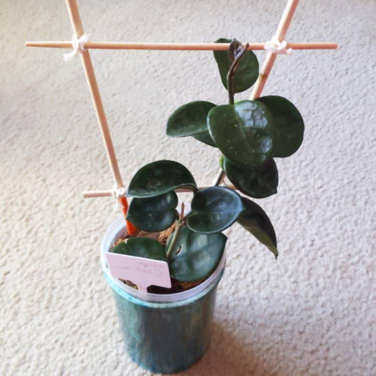 plant image 1564473