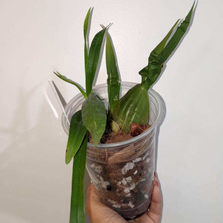 plant image 1567388 plant image 1567388