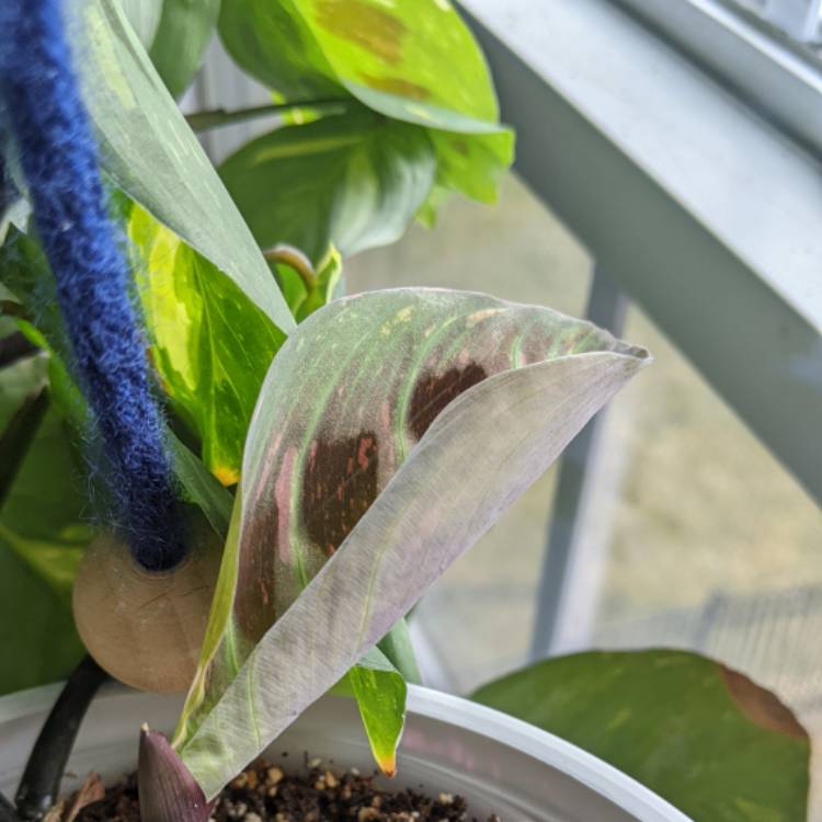 plant image 1567394 plant image 1567394