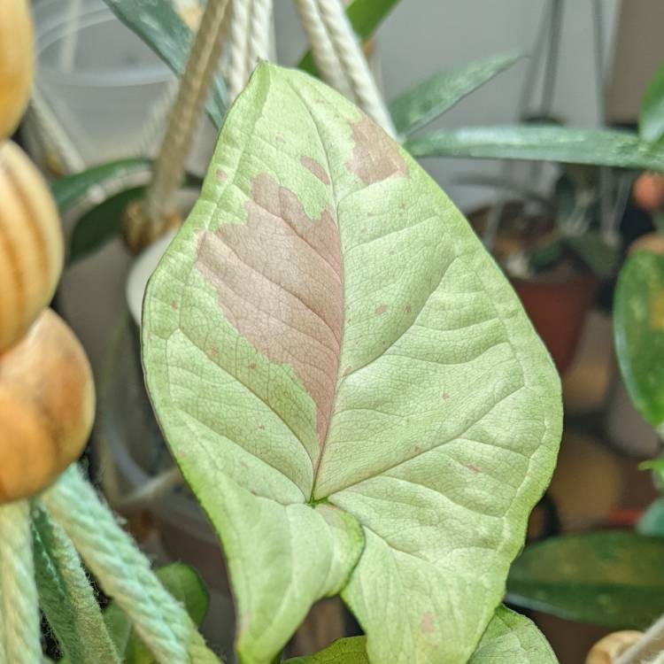 plant image 1568128