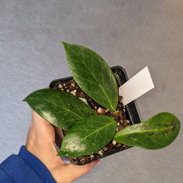 Plant image Hoya obscura