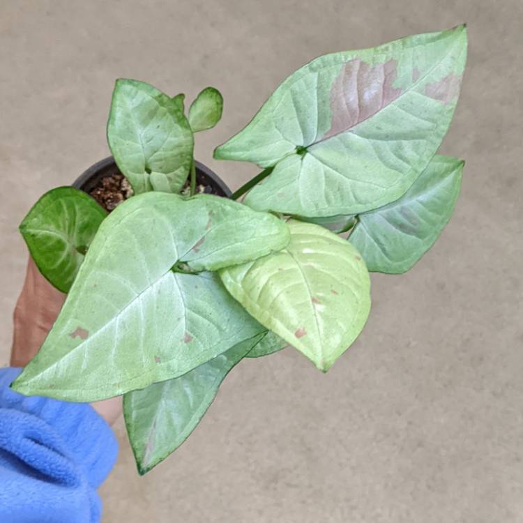 Plant image Syngonium Confetti 
