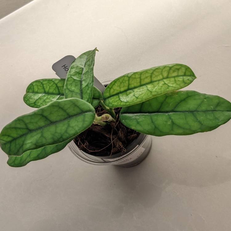 plant image 1605850