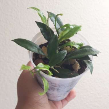 Hoya