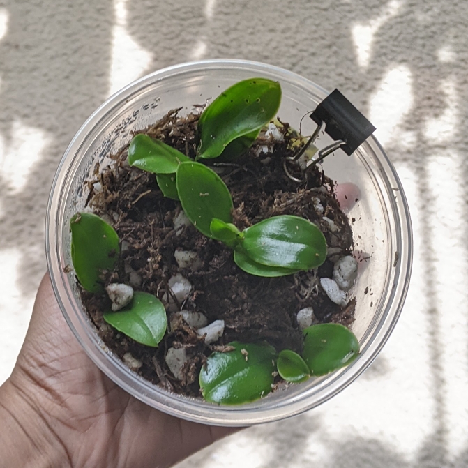 plant image 1614349