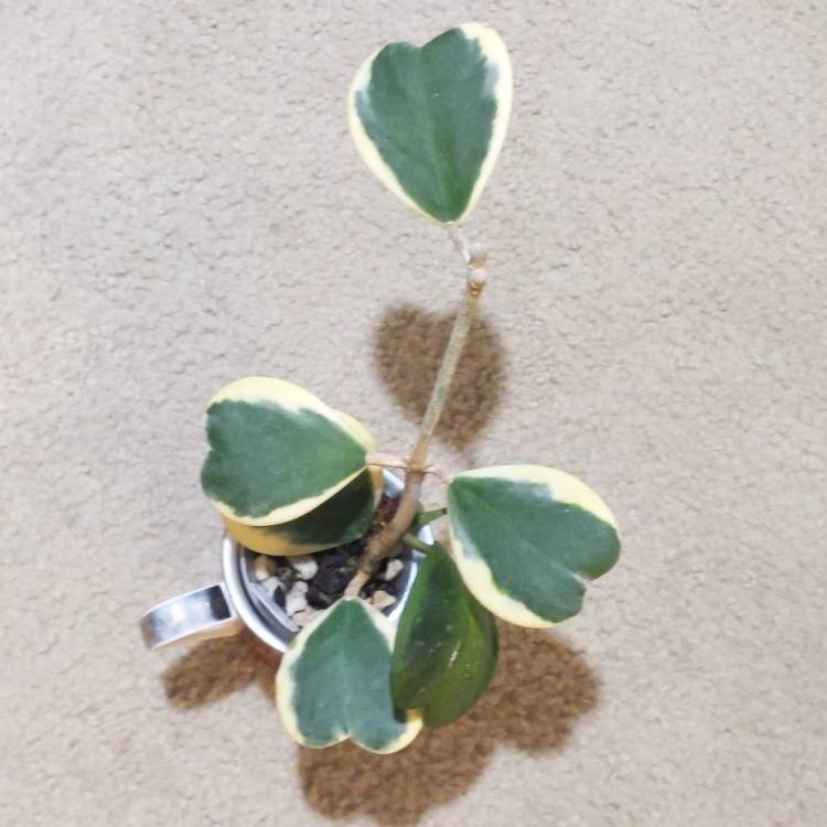 Plant image Hoya Kerrii Variegata