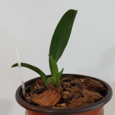 Oncidium 'Jiaho Queen'