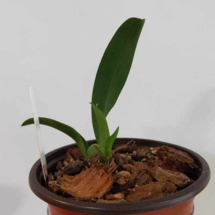 plant image 1615311