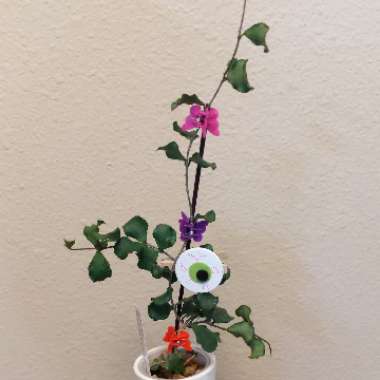Hoya Kanyakumariyana