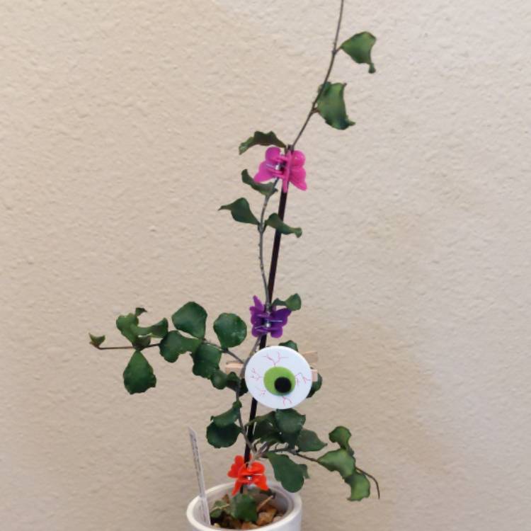 plant image 1615582