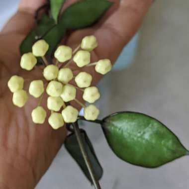 Hoya krohniana 'Black'