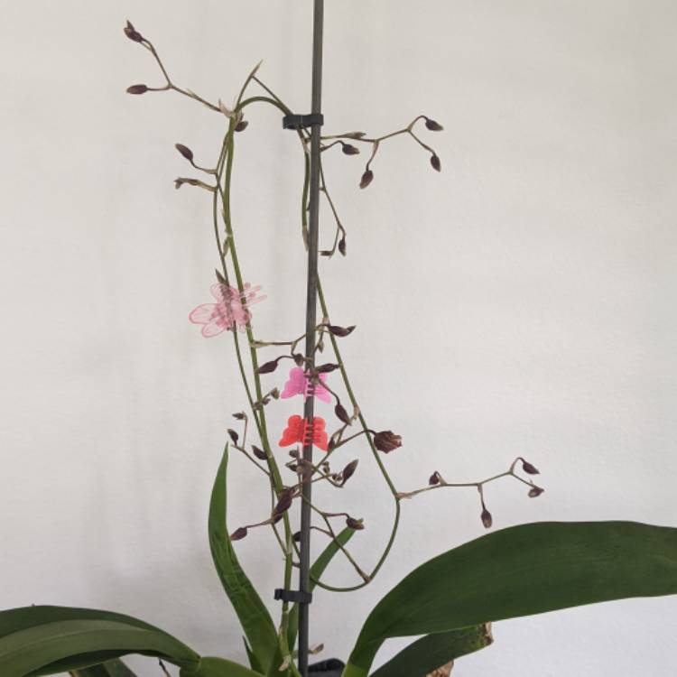 plant image 1684716 plant image 1684716