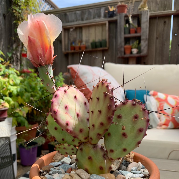 Plant image Opuntia var.santa-rita