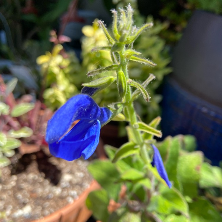 plant image 1310719