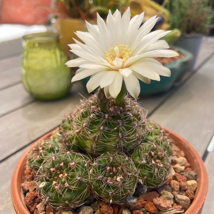 Plant image GYMNOCALYCIUM BRUCHII / Frailea bruchii