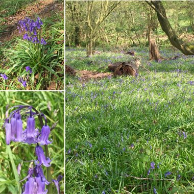 Hyacinthoides non-scripta 'Wavertree'