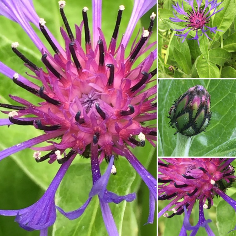 Plant image Centaurea montana