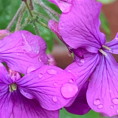 Lunaria annua