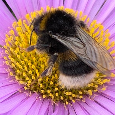 Erigeron glaucus 'Sea Breeze'
