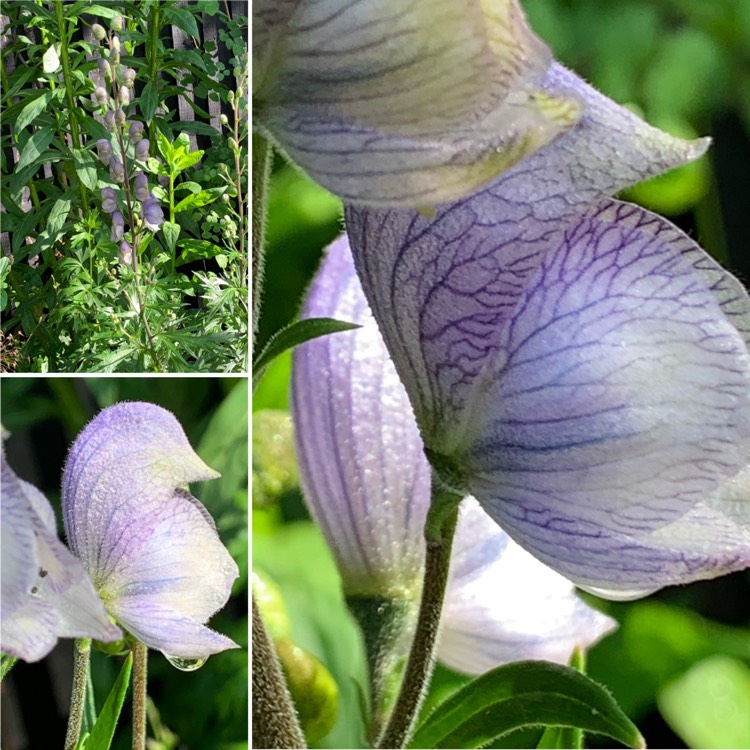 Plant image Aconitum napellus