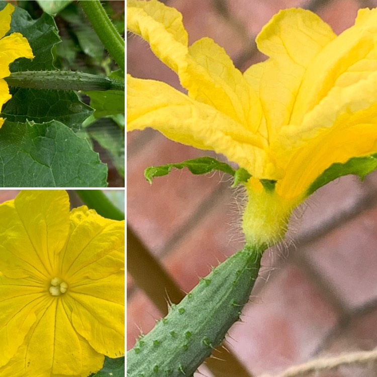 Plant image Cucumis sativus 'Burpless'