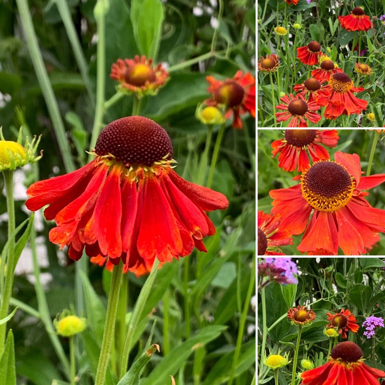Plant image Helenium 'Moerheim Beauty'