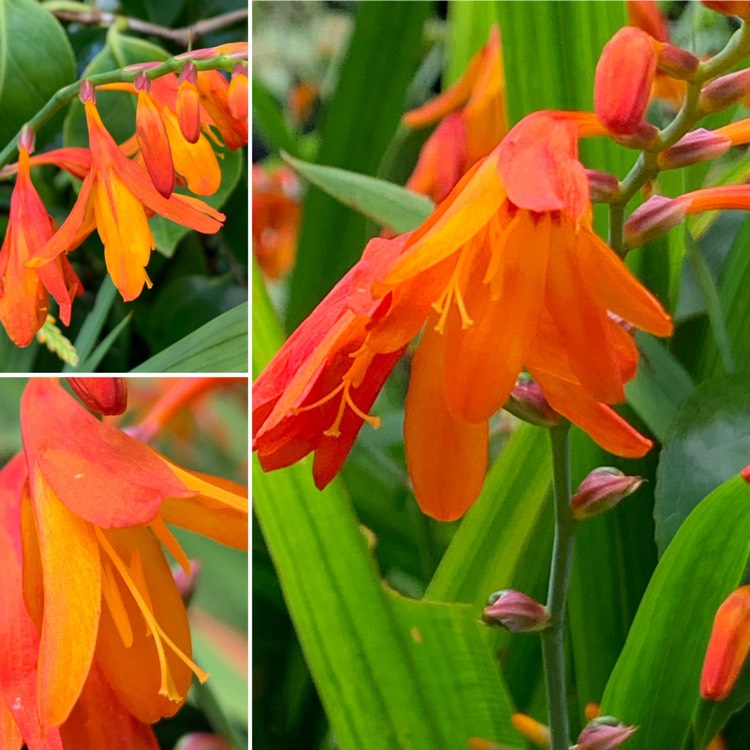 plant image 1129218