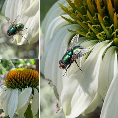Echinacea purpurea 'White Swan'