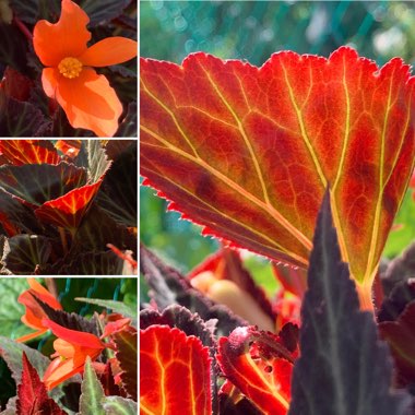 Begonia 'Glowing Embers'