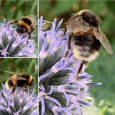 Echinops ritro 'Veitch's Blue'