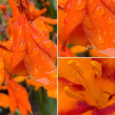 Crocosmia x crocosmiiflora 'Emily McKenzie' syn. Crocosmia x crocosmiiflora 'Lady McKenzie'