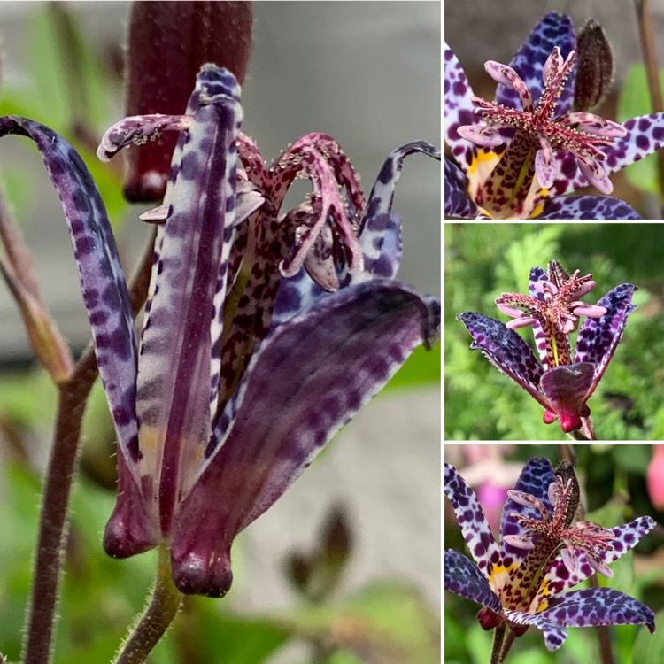 Plant image Tricyrtis formosana 'Dark Beauty'