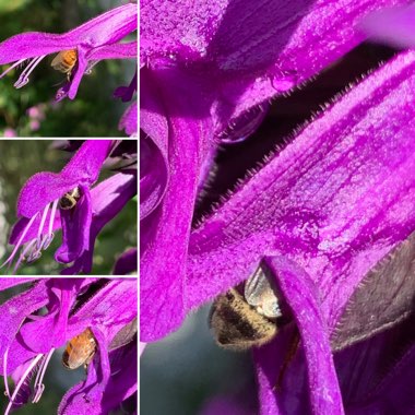 Salvia 'Amistad'