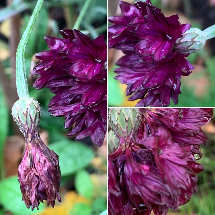 Plant image Centaurea cyanus 'Black Ball'