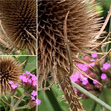 Dipsacus fullonum syn. Dipsacus sylvestris