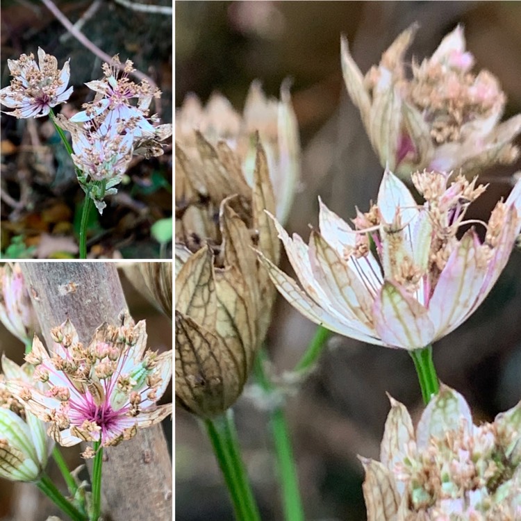 Plant image Astrantia 'Sparkling Stars Red' (Sparkling Stars Series)