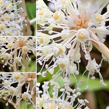 Fatsia japonica  syn. Aralia japonica