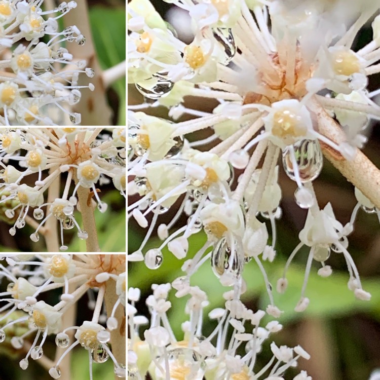 Plant image Fatsia japonica  syn. Aralia japonica