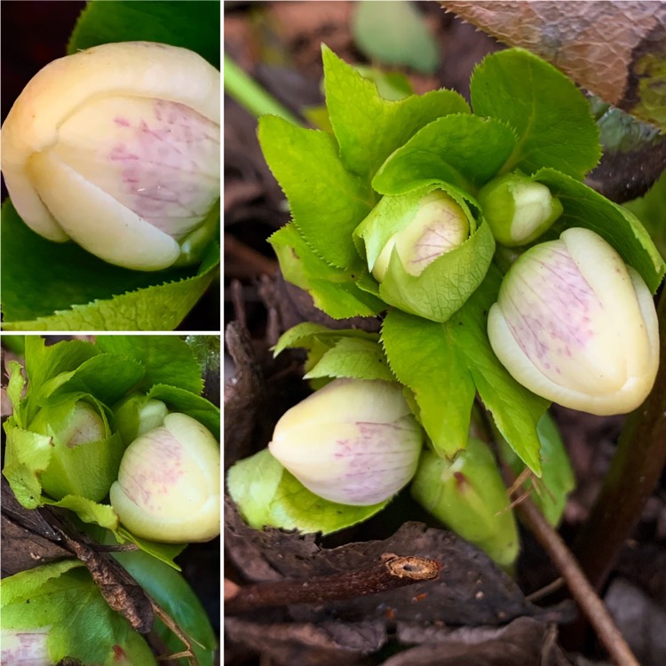 Plant image Helleborus x hybridus 'White Lady Spotted' (Lady Series)
