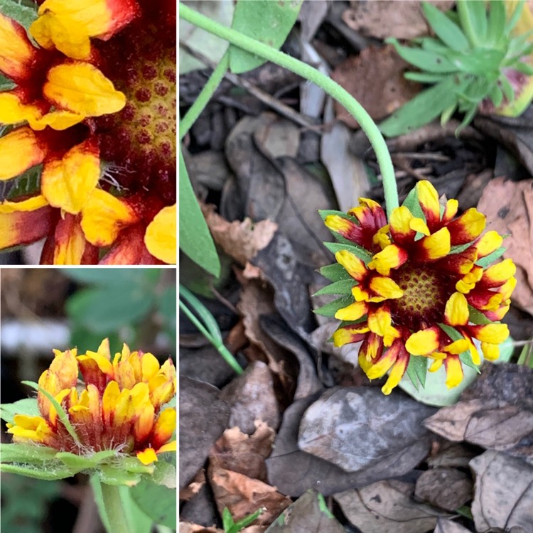 Plant image Gaillardia x grandiflora 'Burgunder' syn. Gaillardia 'Burgunder', Gaillardia x grandiflora 'Burgundy', Gaillardia 'Burgundy'