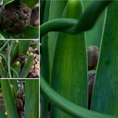 Hyacinthus orientalis 'Woodstock'