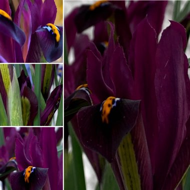 Iris 'J.S. Dijt' syn. Iris reticulata 'J.S. Dijt'