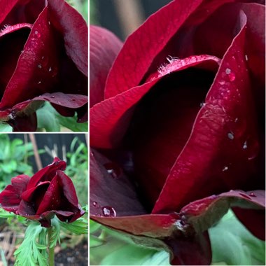Anemone coronaria De Caen Red