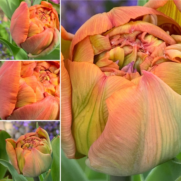 plant image 1259973