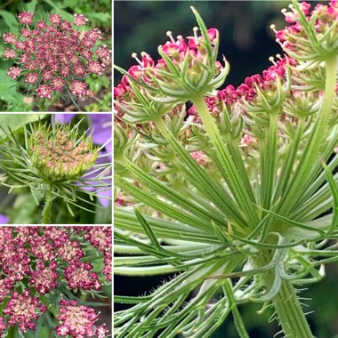 Daucus carota 'Purple Kisses'