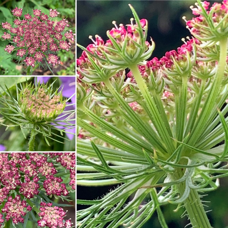 Plant image Daucus carota 'Purple Kisses'