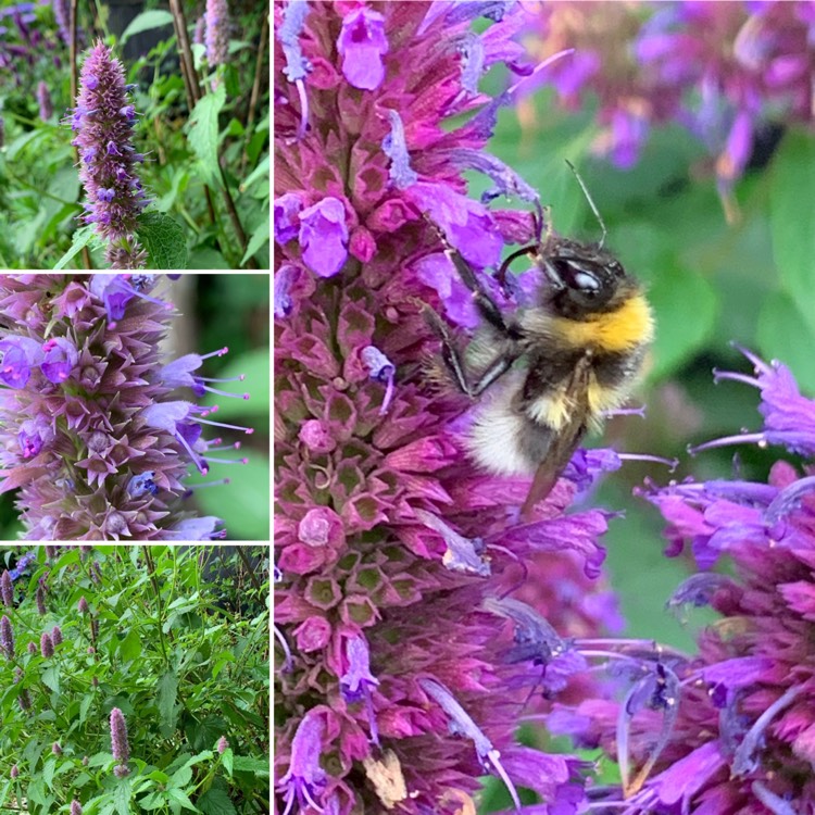 Plant image Agastache 'Blue Boa'