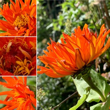 Zinnia elegans 'Inca'