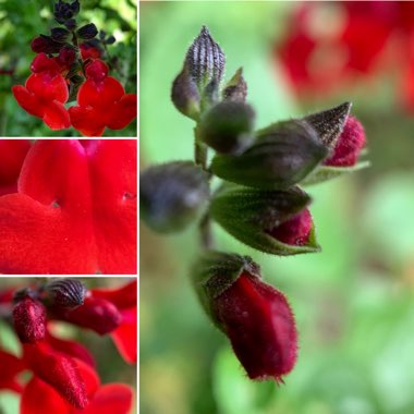 Salvia 'Royal Bumble' syn. Salvia x jamensis 'Royal Bumble'
