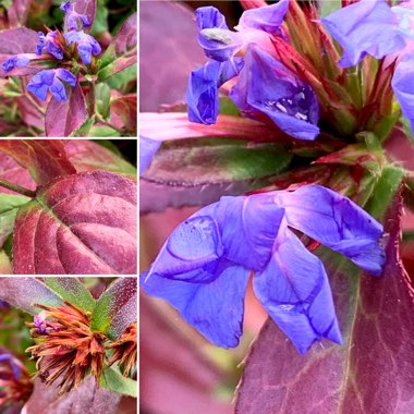 Ceratostigma willmottianum